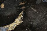 Petrified Wood (Schinoxylon) Limb Section - Blue Forest, Wyoming #371130-1